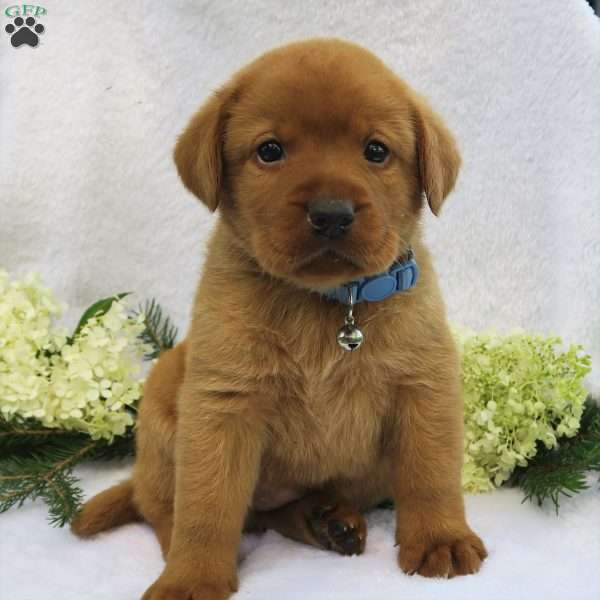 Redwood, Fox Red Labrador Retriever Puppy